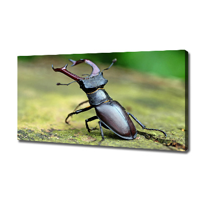 Wall art canvas large Beetle