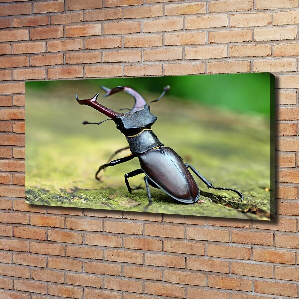 Wall art canvas large Beetle