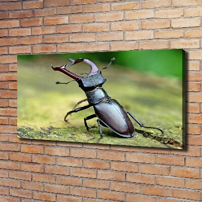 Wall art canvas large Beetle