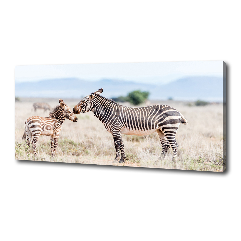 Large canvas wall art Zebra in the mountains