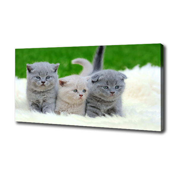 Large canvas wall art Three cats on the blanket