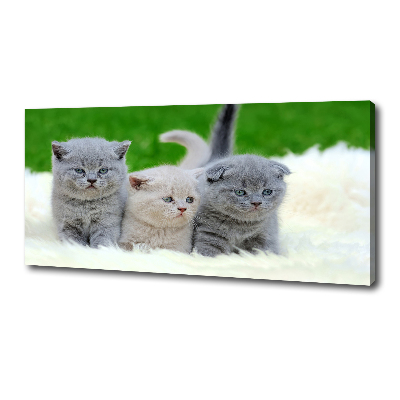 Large canvas wall art Three cats on the blanket