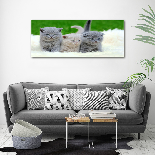 Large canvas wall art Three cats on the blanket