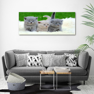 Large canvas wall art Three cats on the blanket