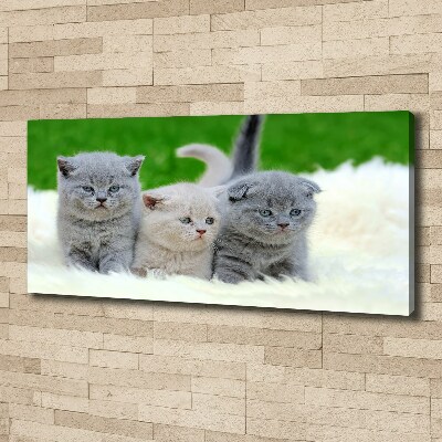 Large canvas wall art Three cats on the blanket