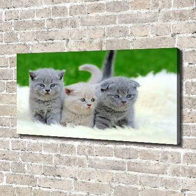 Large canvas wall art Three cats on the blanket