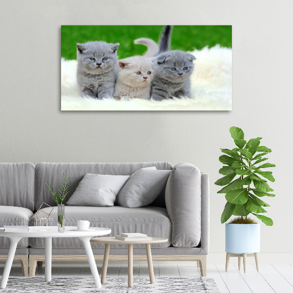 Large canvas wall art Three cats on the blanket