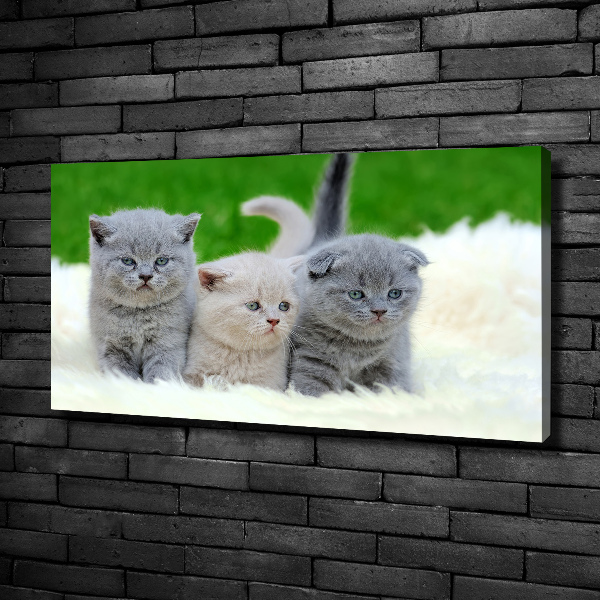 Large canvas wall art Three cats on the blanket