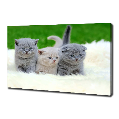 Large canvas wall art Three cats on the blanket