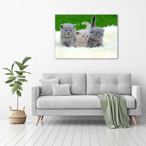 Large canvas wall art Three cats on the blanket