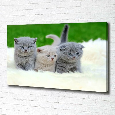 Large canvas wall art Three cats on the blanket