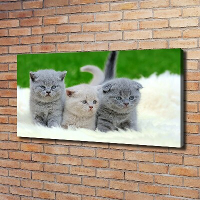 Large canvas wall art Three cats on the blanket