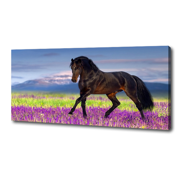 Canvas print Horse in the field of lavender