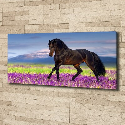 Canvas print Horse in the field of lavender