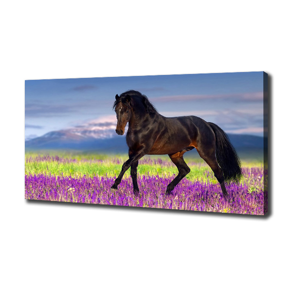 Canvas print Horse in the field of lavender