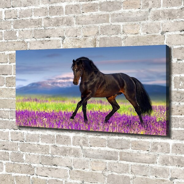 Canvas print Horse in the field of lavender