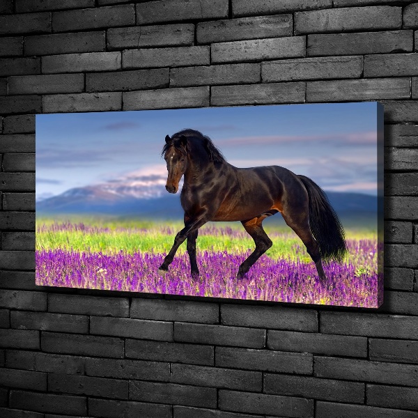 Canvas print Horse in the field of lavender