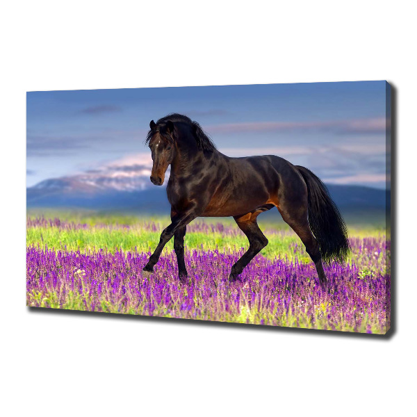 Canvas print Horse in the field of lavender