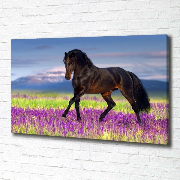 Canvas print Horse in the field of lavender