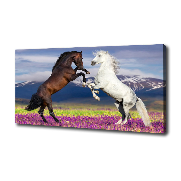 Canvas print Fighting horses mountains