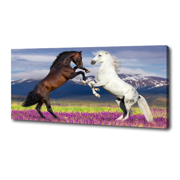 Canvas print Fighting horses mountains