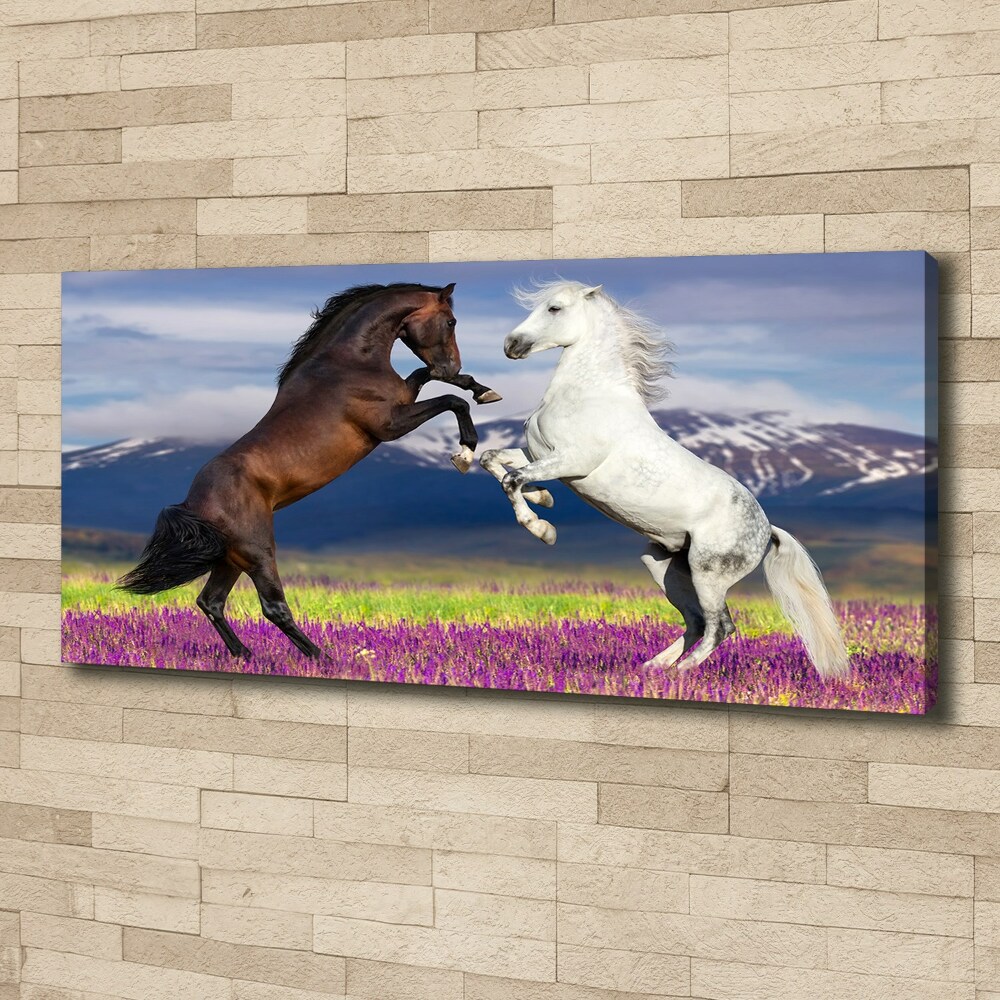 Canvas print Fighting horses mountains