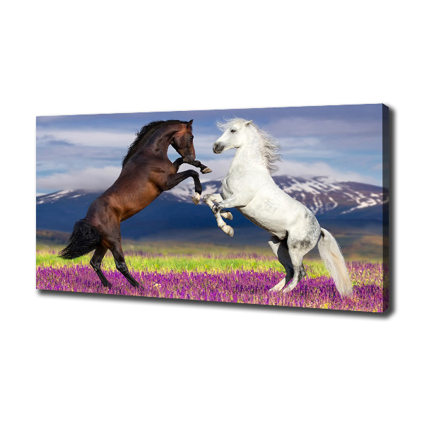 Canvas print Fighting horses mountains