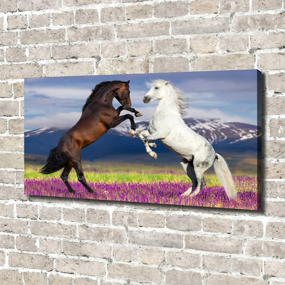 Canvas print Fighting horses mountains