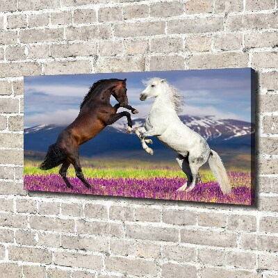 Canvas print Fighting horses mountains