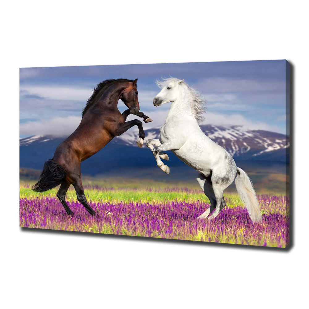 Canvas print Fighting horses mountains