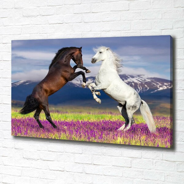 Canvas print Fighting horses mountains