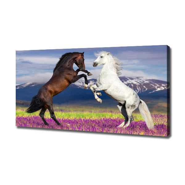 Canvas print Fighting horses mountains