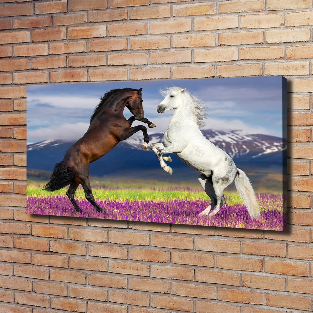 Canvas print Fighting horses mountains