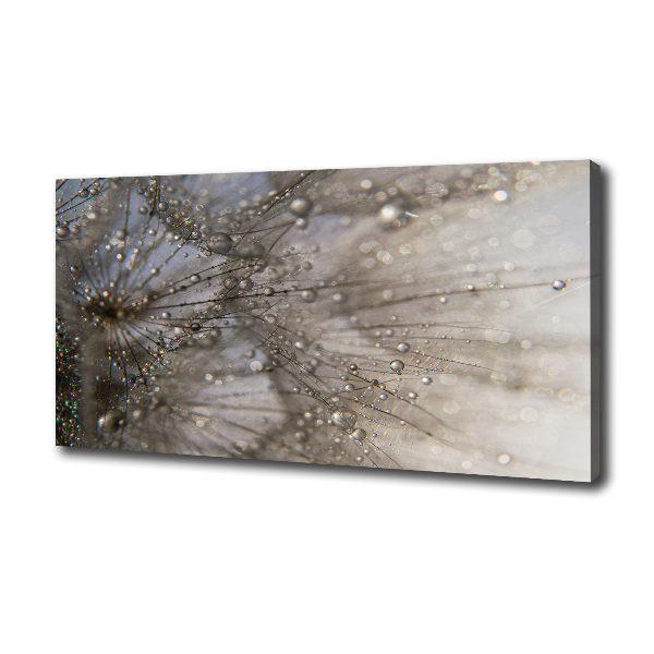 Dandelion seeds