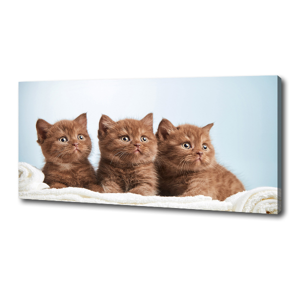 Canvas wall art Chatter cats