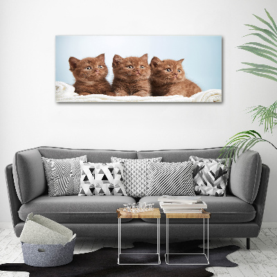 Canvas wall art Chatter cats