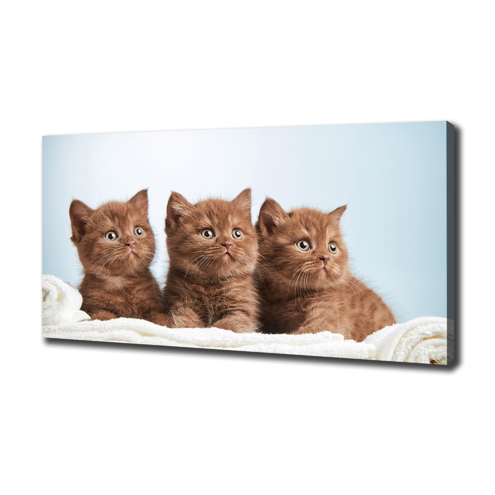 Canvas wall art Chatter cats