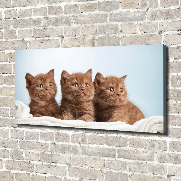 Canvas wall art Chatter cats