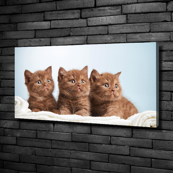 Canvas wall art Chatter cats