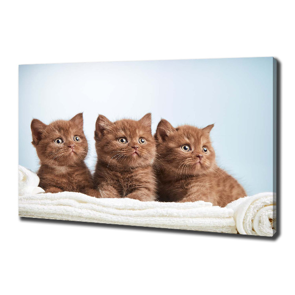 Canvas wall art Chatter cats