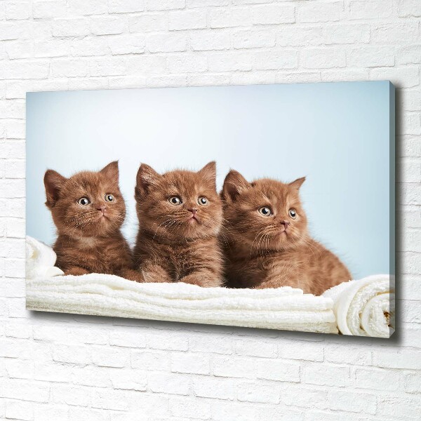 Canvas wall art Chatter cats