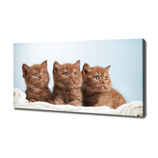 Canvas wall art Chatter cats