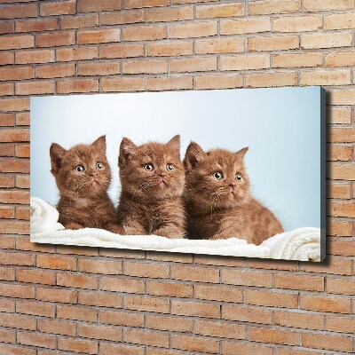 Canvas wall art Chatter cats