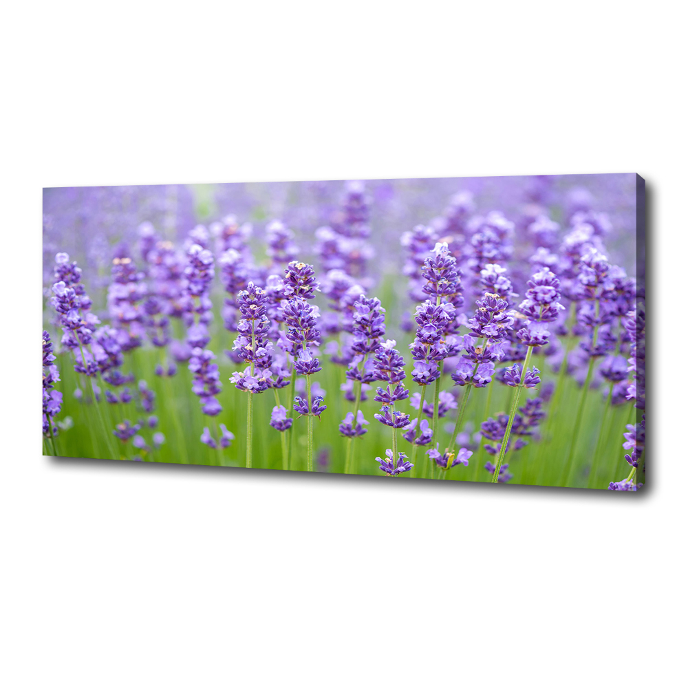 Canvas wall art Lavender