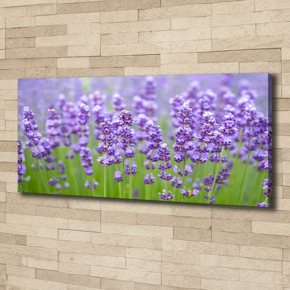 Canvas wall art Lavender