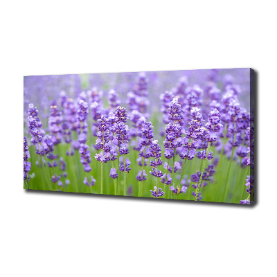 Canvas wall art Lavender