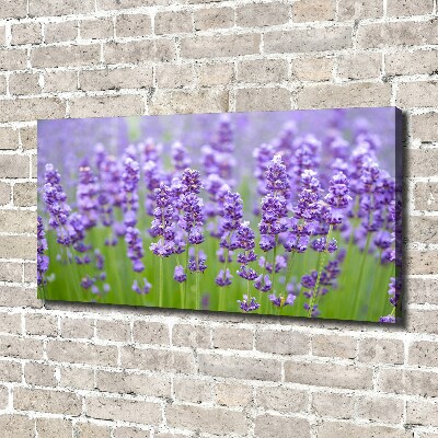 Canvas wall art Lavender