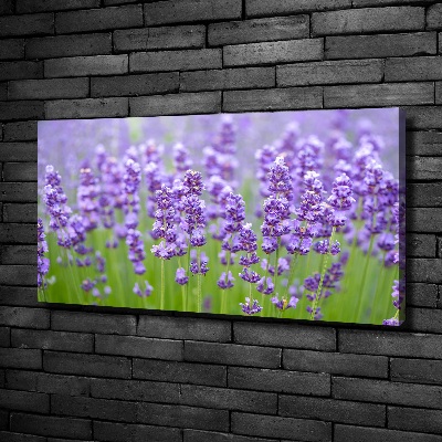 Canvas wall art Lavender