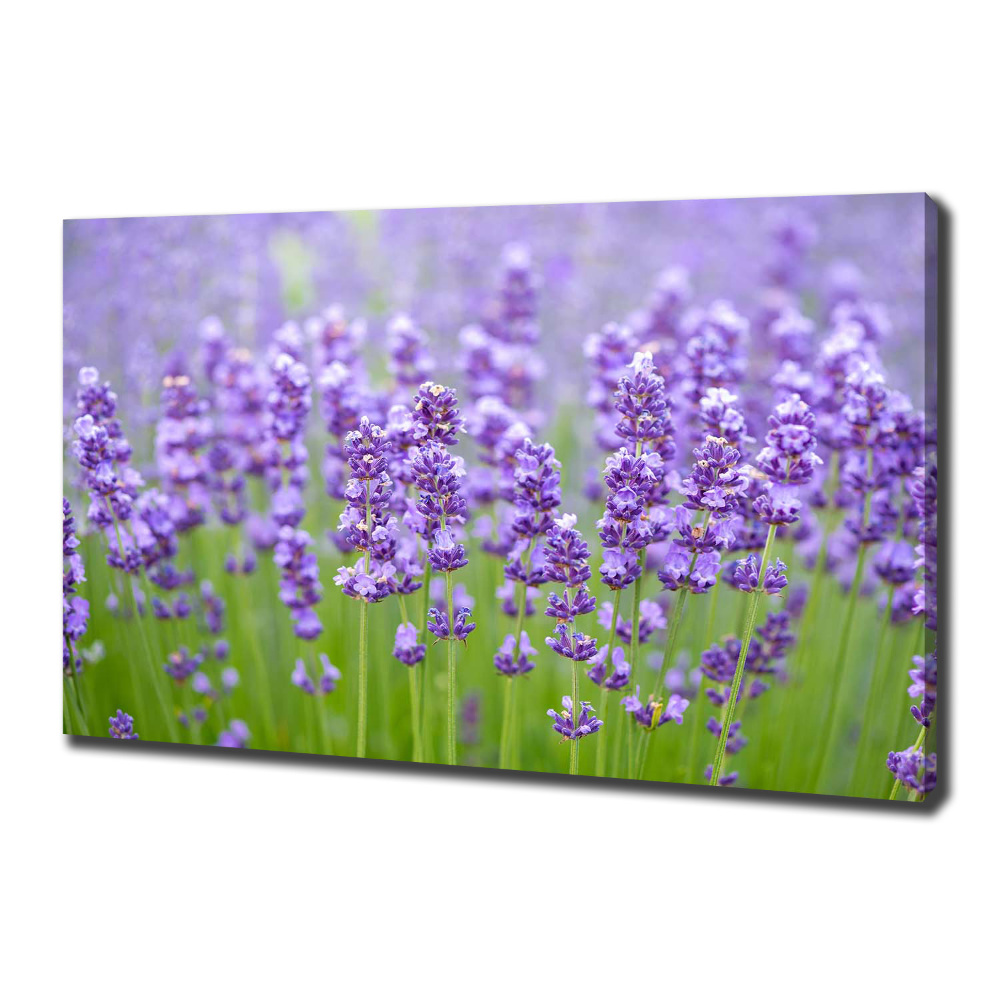 Canvas wall art Lavender