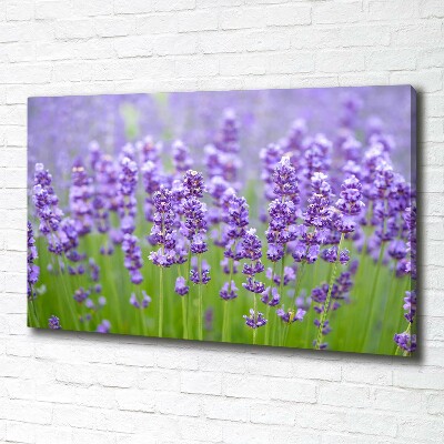 Canvas wall art Lavender